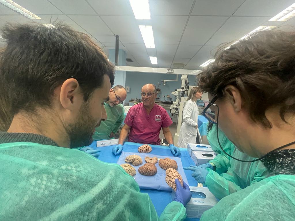 Curso Neuroanatomía Alzira 2023 actividades prácticas