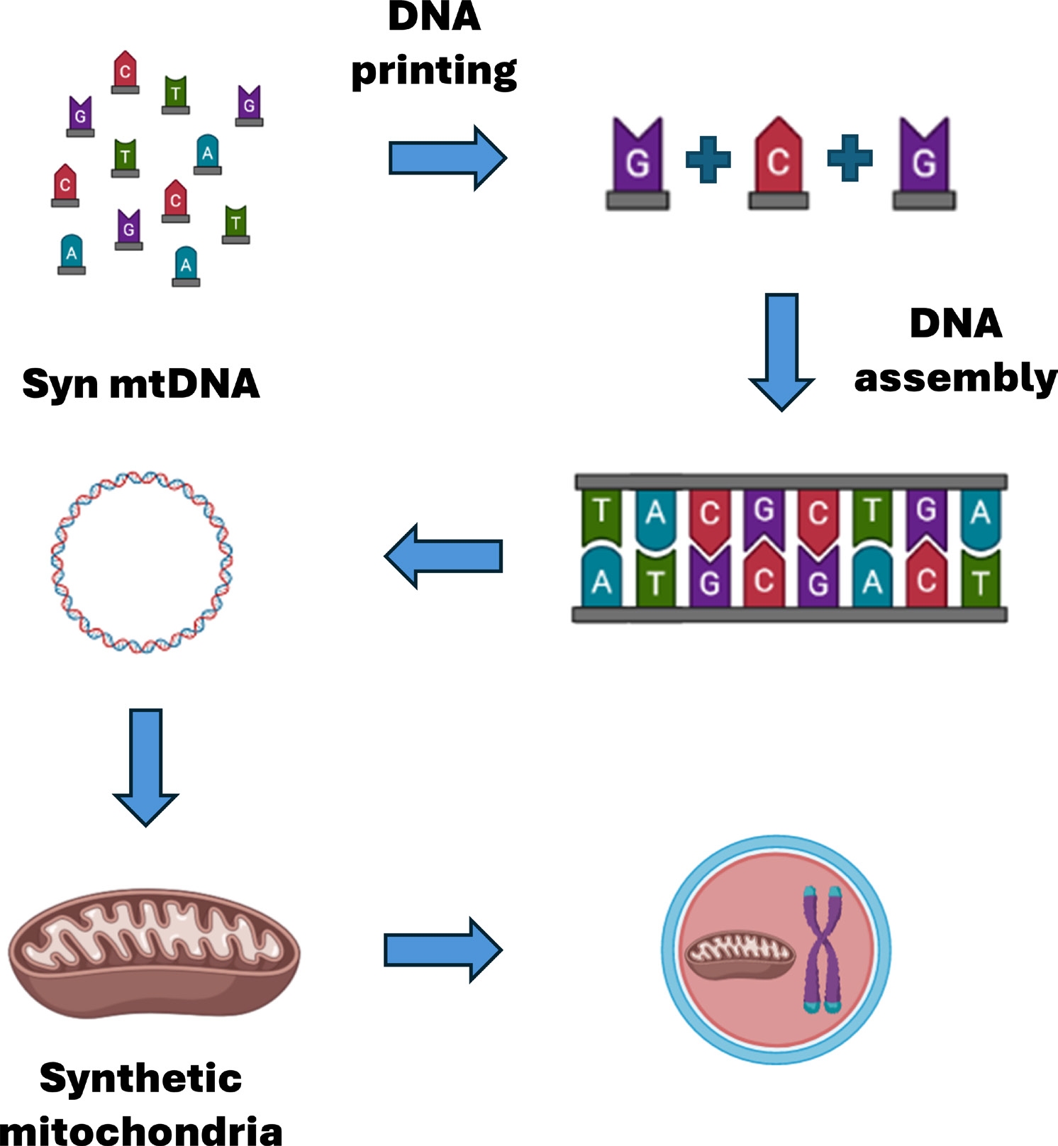 Diagrama synMRT
