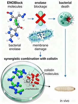 Resumen grafico del MoA de ENOblock