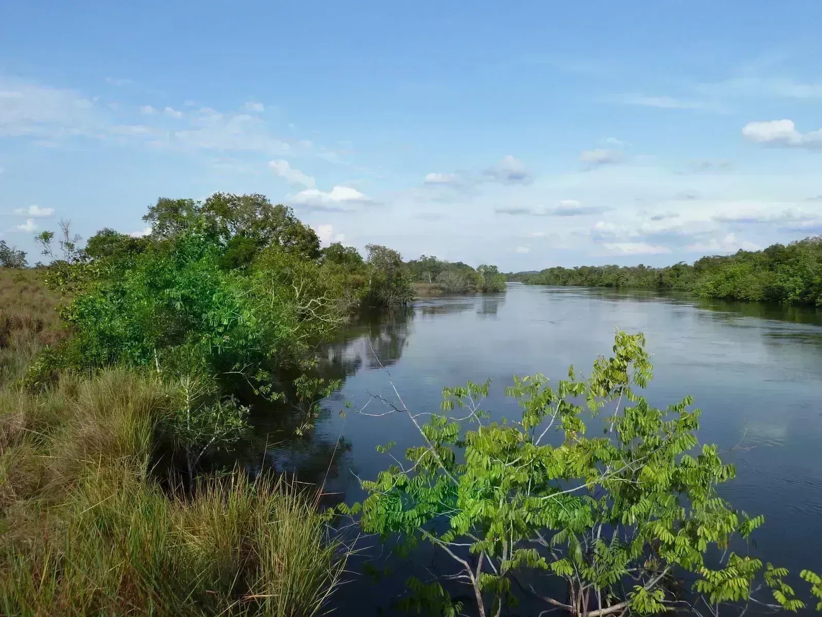 Zona donde se desarrolla el proyecto ‘Vichada climate reforestation Project (PAZ)’ 