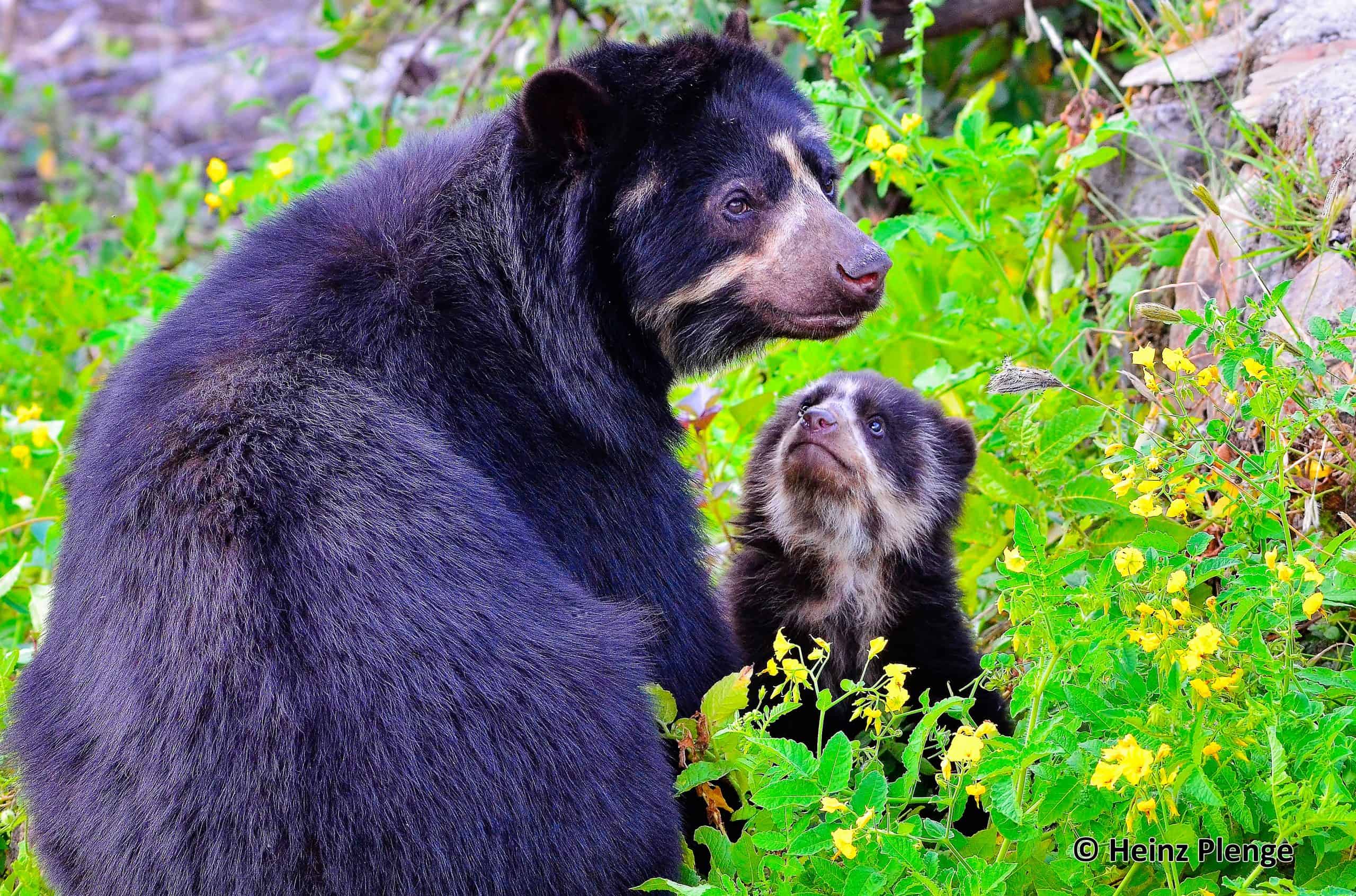 Parque Nacional Cordillera Azul - Oso de Anteojos