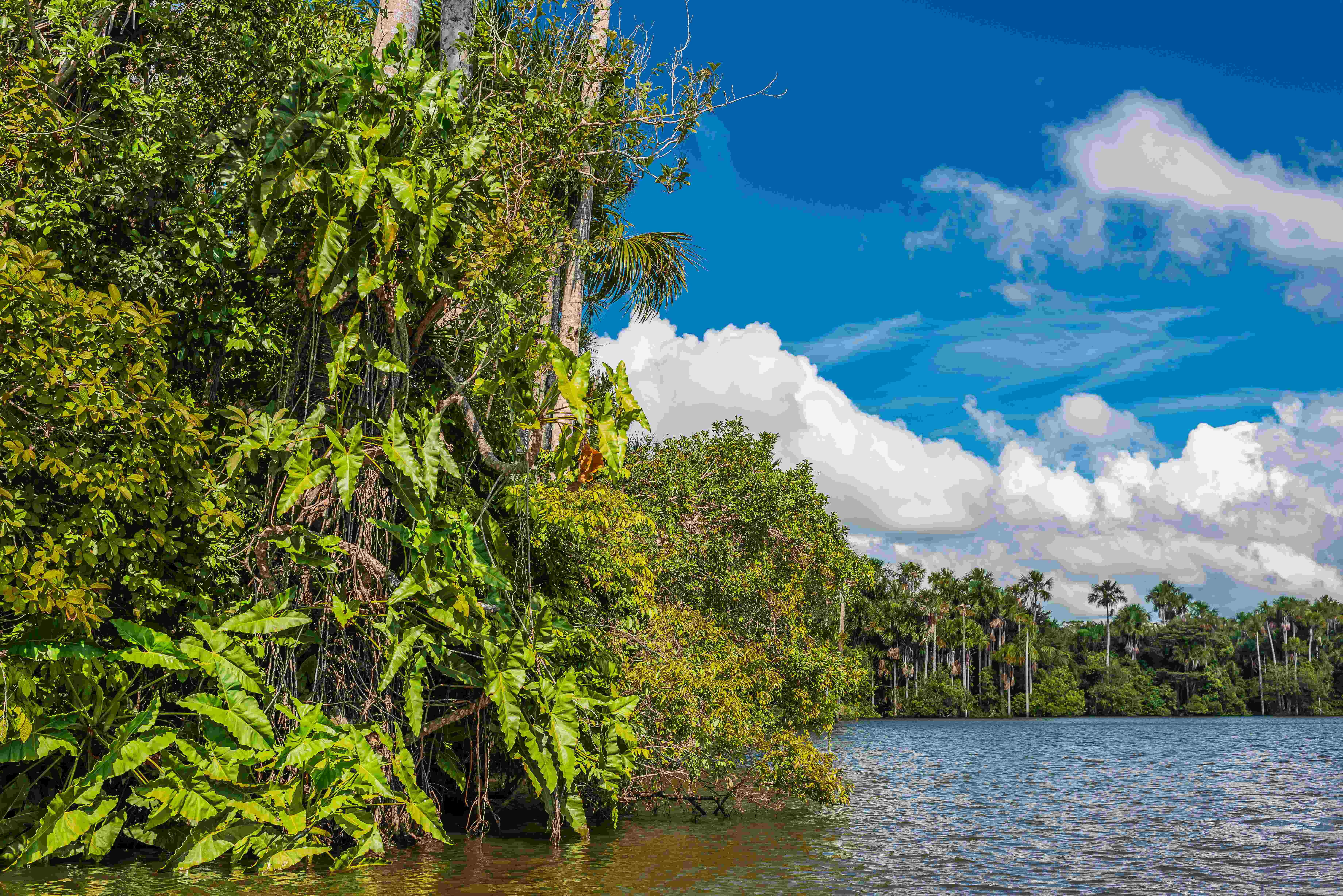 Selva Amazónica Madre de Dios