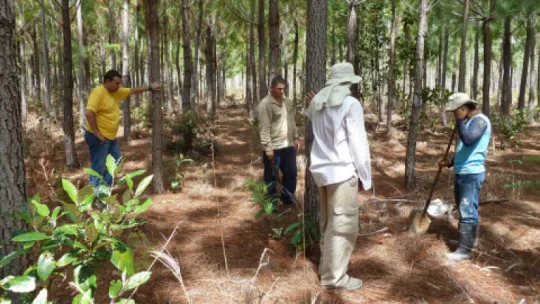 Labores de reforestación del proyecto ‘Vichada climate reforestation Project (PAZ)’