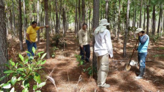 Labores de reforestación del proyecto ‘Vichada climate reforestation Project (PAZ)’ 