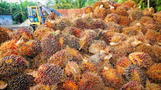 aceite-de-palma.jpg aceite-de-palma.jpg