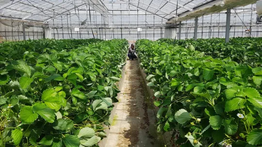 arraigo laboral arraigo laboral