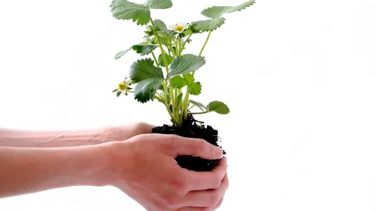 manos-que-sujetan-una-planta-como-simbolo-de-la-gestion-ambiental-en-colombia-para-proteger-el-medio-ambiente