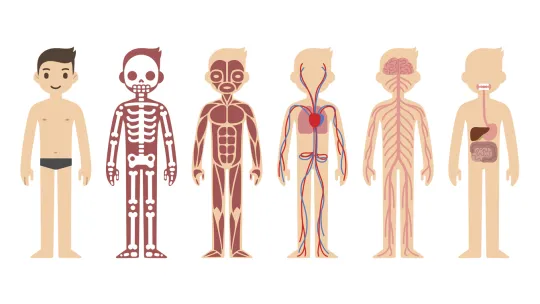 partes-cuerpo-humano.jpg partes-cuerpo-humano.jpg