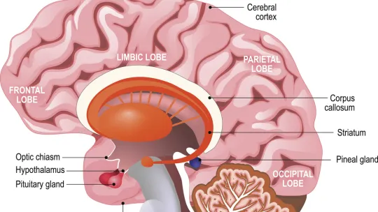 partes-del-cerebro.jpg partes-del-cerebro.jpg