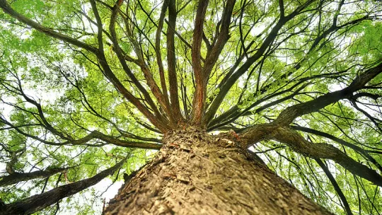 ramas-de-psicología_opt.jpg ramas-de-psicología_opt.jpg