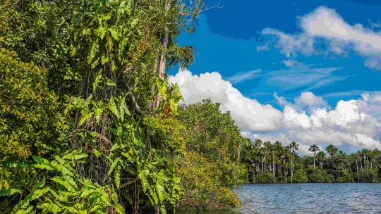 Selva Amazónica Madre de Dios