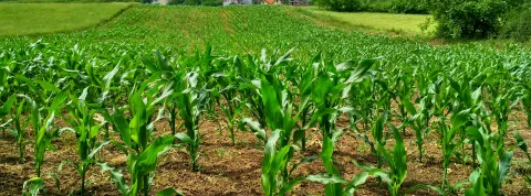 campo-de-la-planta-de-maiz-uno-de-los-sectores-donde-se-aplica-la-economia-circular-en-el-peru