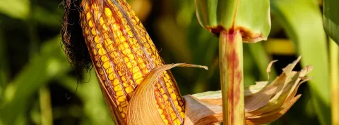 maiz.jpg