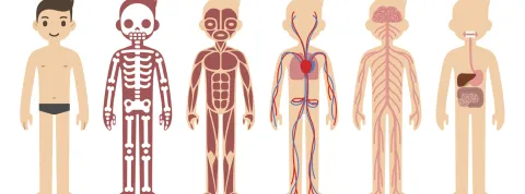 partes-cuerpo-humano.jpg