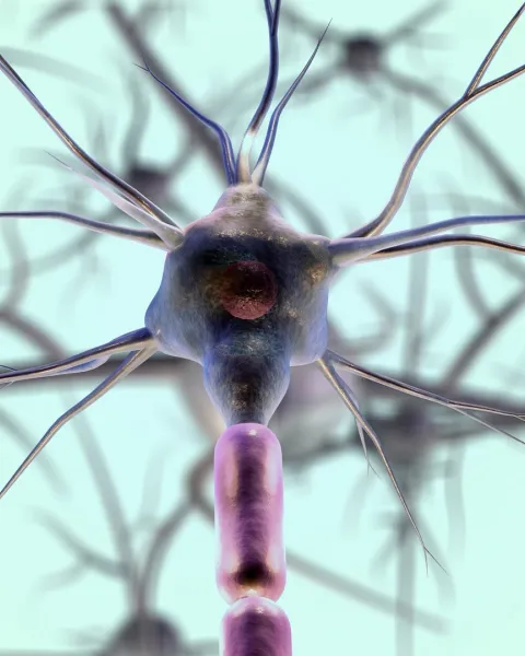 Neuroplasticidad