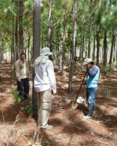 Labores de reforestación del proyecto ‘Vichada climate reforestation Project (PAZ)’ 