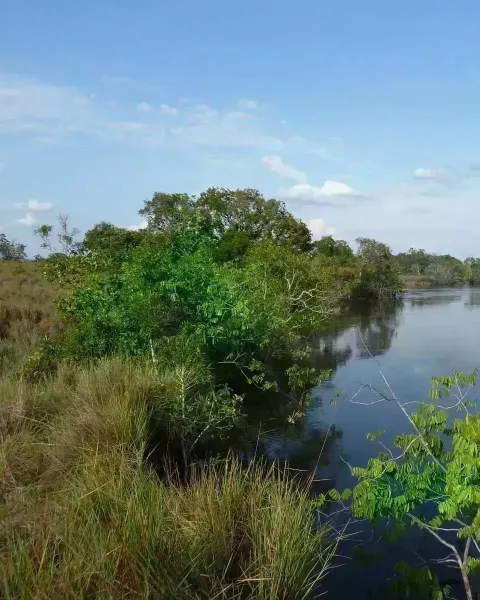 Zona donde se desarrolla el proyecto ‘Vichada climate reforestation Project (PAZ)’ 