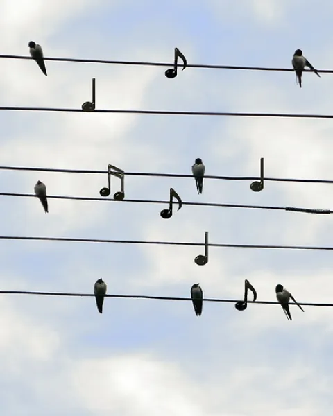 birds-2672101_960_720.jpg