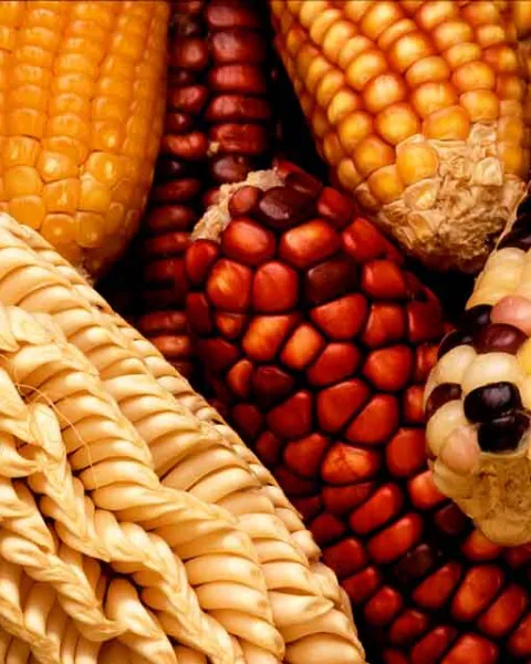 corn-63061_960_720.jpg