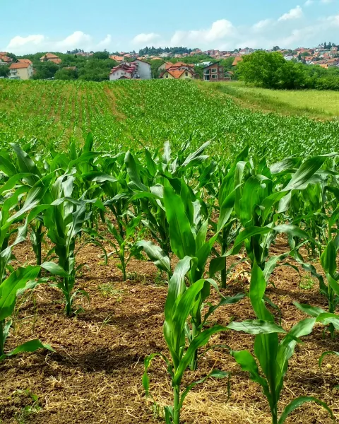 campo-de-la-planta-de-maiz-uno-de-los-sectores-donde-se-aplica-la-economia-circular-en-el-peru