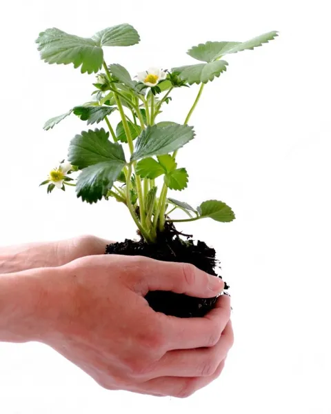 manos-que-sujetan-una-planta-como-simbolo-de-la-gestion-ambiental-en-colombia-para-proteger-el-medio-ambiente