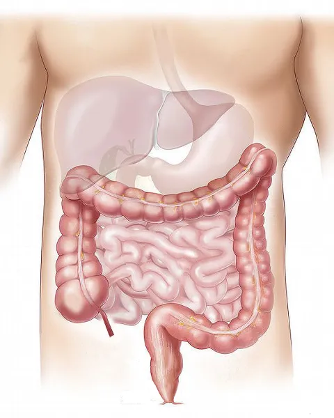 microbiota.png