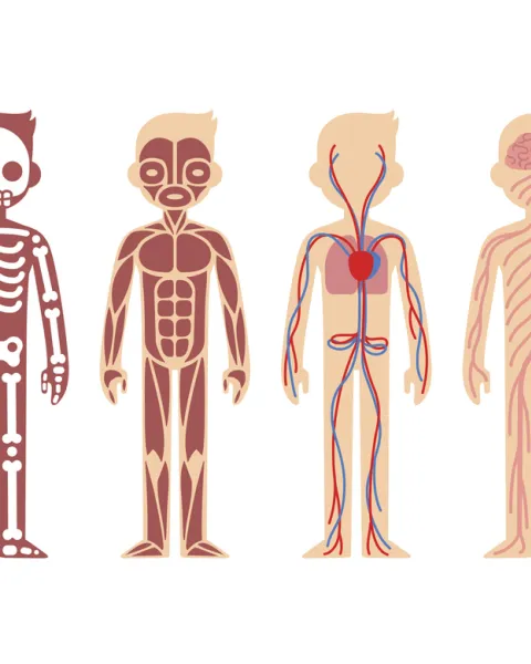 partes-cuerpo-humano.jpg
