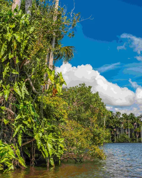 Selva Amazónica Madre de Dios