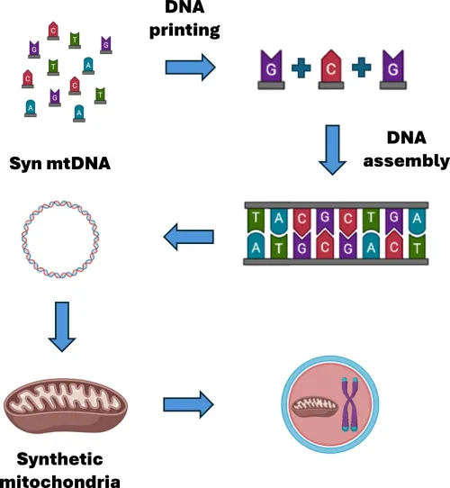 Diagrama synMRT