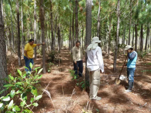 Labores de reforestación del proyecto ‘Vichada climate reforestation Project (PAZ)’