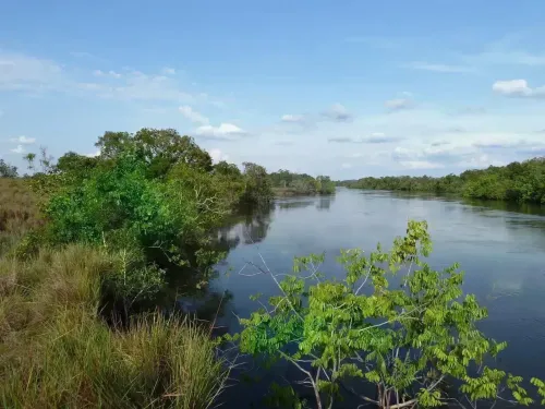 Zona donde se desarrolla el proyecto ‘Vichada climate reforestation Project (PAZ)’