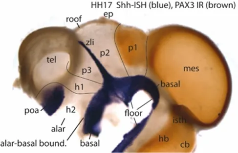 Mapeo de dos genes en el cerebro de un embrión de pollo